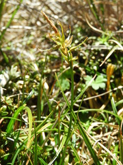 Carex horizontalis