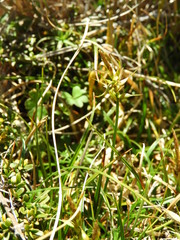 Carex horizontalis