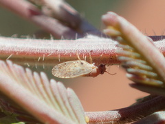Acizzia acaciaebaileyanae