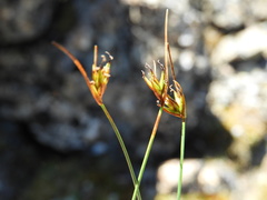 Carex acicularis