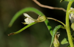 Cleome monophylla