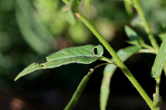 Cleome monophylla