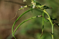 Cleome monophylla