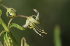 Cleome monophylla