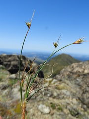 Carex acicularis