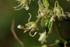 Cleome monophylla