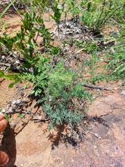 Asparagus flavicaulis