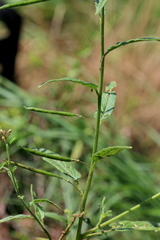 Cleome monophylla