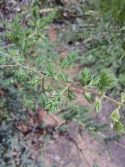 Asparagus flavicaulis