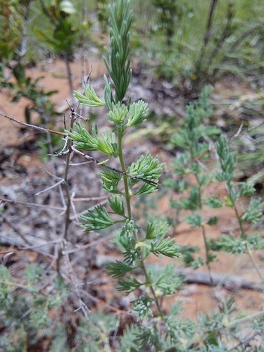 Image of Asparagus flavicaulis by (c) Manuel R Popp, some rights reserved (CC BY)