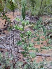 Asparagus flavicaulis
