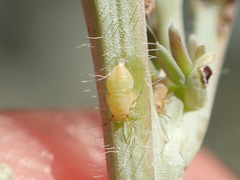 Acizzia acaciaebaileyanae