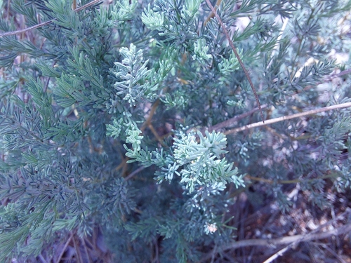 Image of Asparagus flavicaulis by (c) Manuel R Popp, some rights reserved (CC BY)