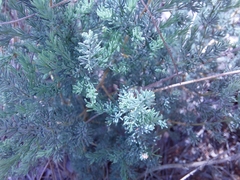 Asparagus flavicaulis
