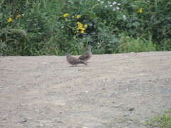 Streptopelia orientalis orientalis