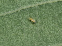 Aphelinidae