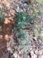 Asparagus flavicaulis