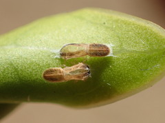 Trioza brevigenae