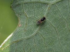 Aphelinidae