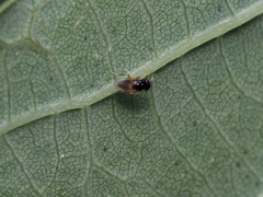 Aphelinidae