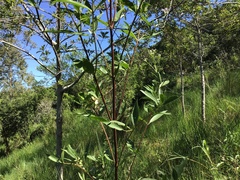 Chromolaena laevigata