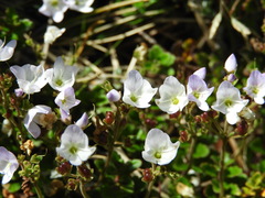 Veronica hookeriana