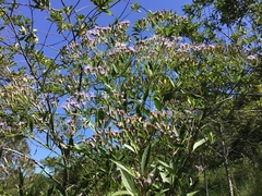 Chromolaena laevigata