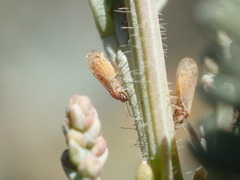 Acizzia acaciaebaileyanae