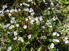 Veronica hookeriana