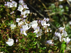 Veronica hookeriana