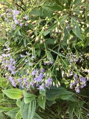 Chromolaena laevigata