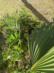 Zamia integrifolia