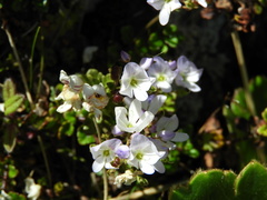 Veronica hookeriana