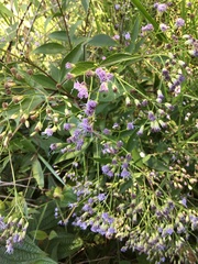 Chromolaena laevigata