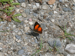 Curetis santana