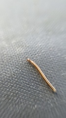 Brachyiulus