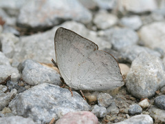 Curetis santana