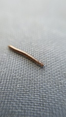 Brachyiulus