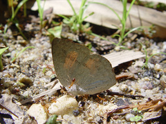 Curetis santana