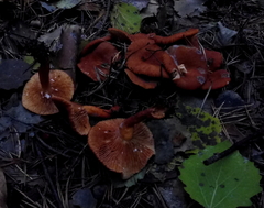 Lactarius lacunarum