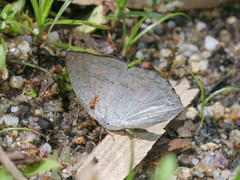 Curetis santana