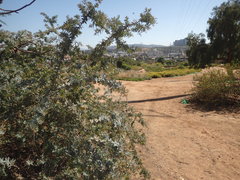 Acizzia acaciaebaileyanae