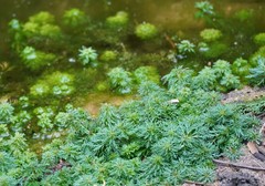 Limnophila