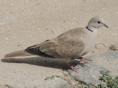 Streptopelia decaocto