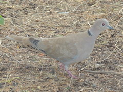 Streptopelia decaocto