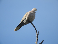 Streptopelia decaocto