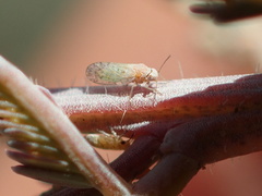 Acizzia acaciaebaileyanae