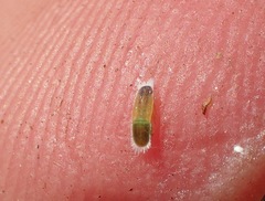 Trioza brevigenae
