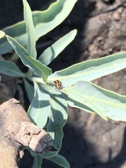 Coleomegilla quadrifasciata