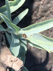 Coleomegilla quadrifasciata